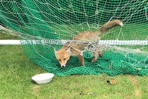 Injured fox  RSPCA - RSPCA 