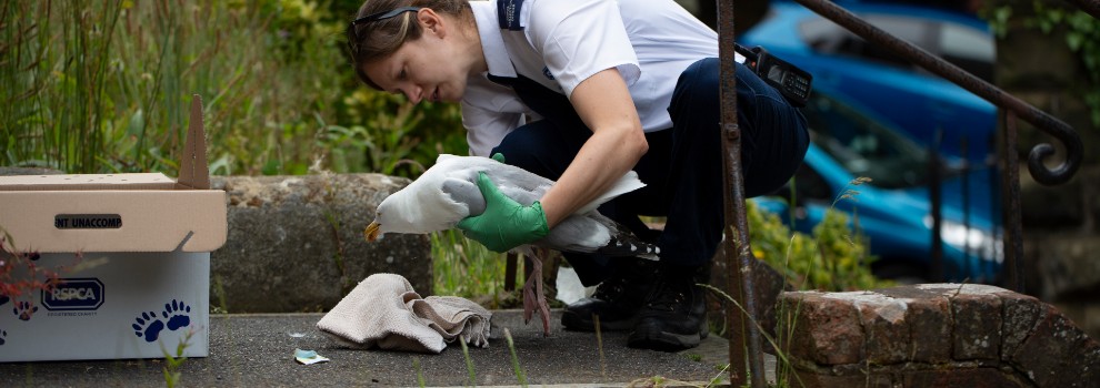 What To Do With Injured Wild Animals | RSPCA