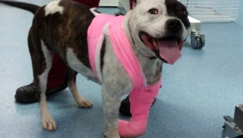 Zena at RSPCA Birmingham Animal Hospital © RSPCA
