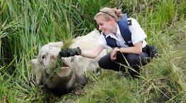 RSPCA Inspector feeding grass to a cow