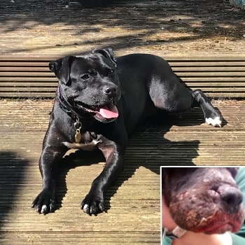 Kali was used for dog fighting before and after care