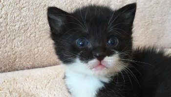 Luka the kitten