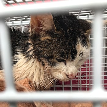Kitten was thrown over railway railings