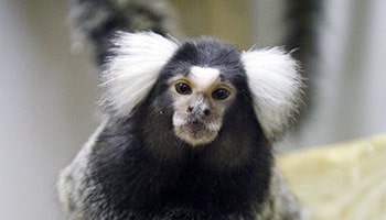 Monkeys used in lab testing