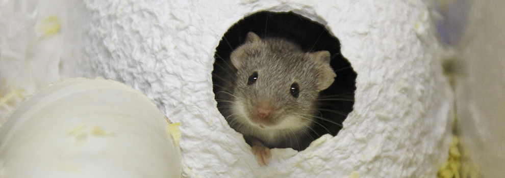 Lab rat used in animal science © RSPCA