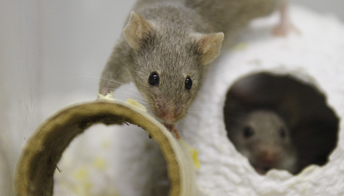 Lab rats socialising © RSPCA