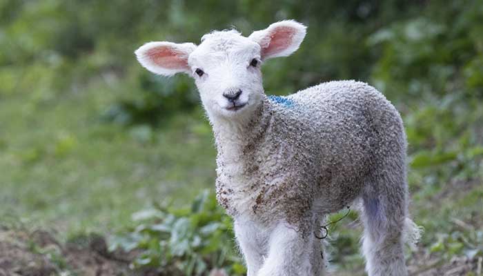 Lamb © RSPCA