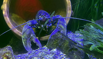 Lobsters are now recognised as sentient beings © RSPCA