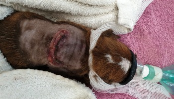 Mabel the tiny pup was thrown away like rubbish