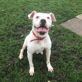 Ruby after photo © RSPCA