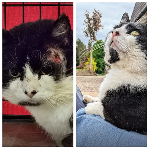 montage of black and white cat outside