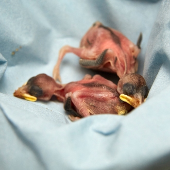 Two nestlings © RSPCA