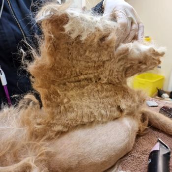 close-up of matted dog's fur being shaved off © RSPCA