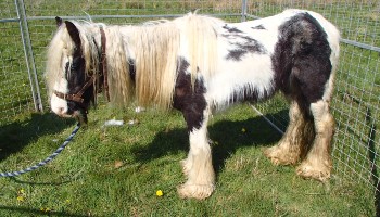 Nightingale the pony © RSPCA