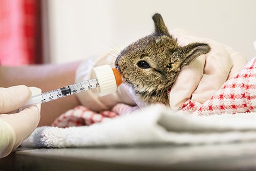 Baby bunny being fed at animal centre