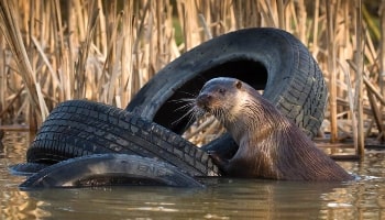 Otter with tyre in water © RSPCA