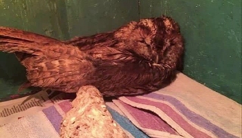 The owl washed and cleaned © RSPCA