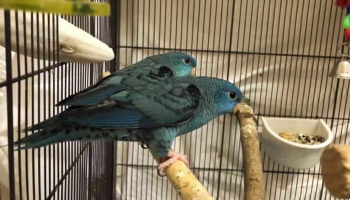 Parakeets Brussel and Sprout © RSPCA