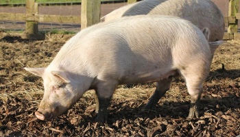 Peppa the pig © RSPCA