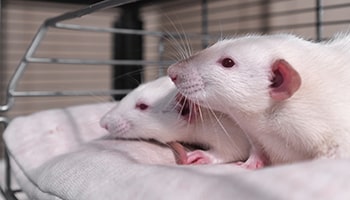Pet rats together © Riccardo Ragione
