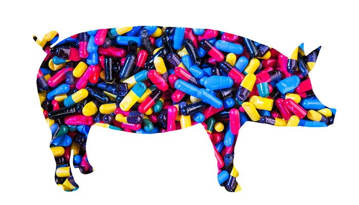 We can't combat the medical timebomb of antibiotic resistance if we don't first change how we farm - RSPCA We can't combat the medical timebomb of antibiotic resistance if we don't first change how we farm - RSPCA