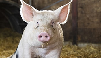 Act now for animals