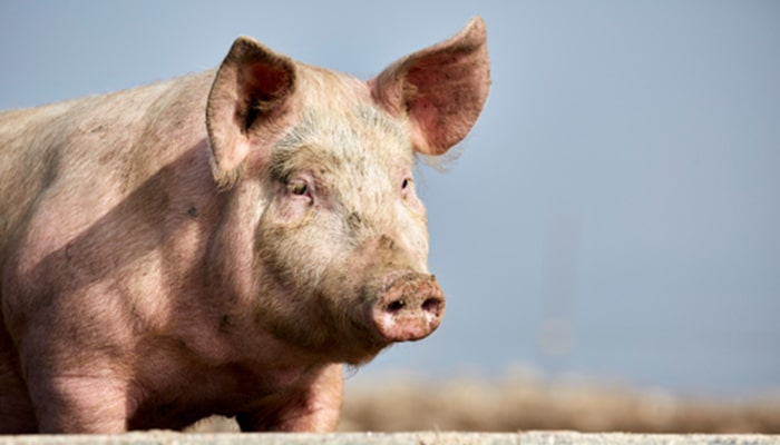 Pig reared for meat