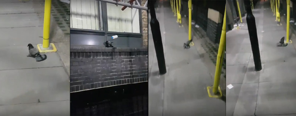 Video capture of pigeon being attacked