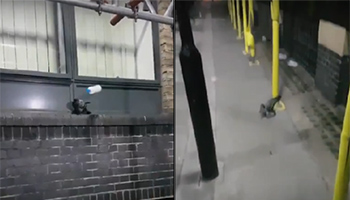 Video capture of pigeon being attacked