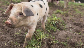 Piglet at a farm