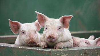 Pigs at a farm © RSPCA