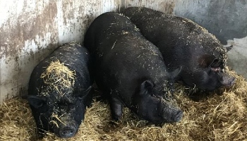 Pig Bailey, Brandy and Tilly © RSPCA