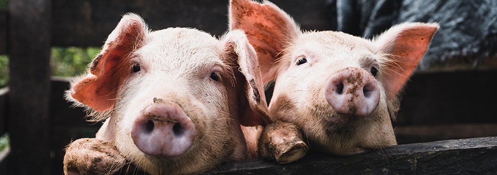 End the Cage Age | Beatrices Bill | RSPCA End the Cage Age | Beatrices Bill | RSPCA
