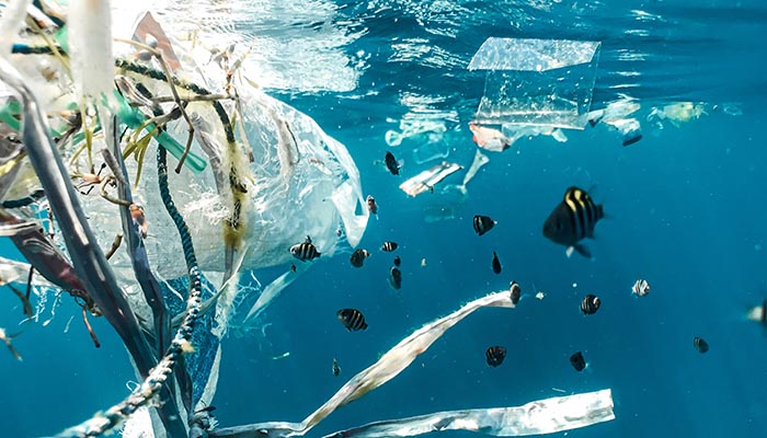 Plastic wrapped around underwater plants and floating in the sea with fishes