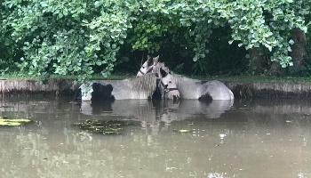 Ponies stuck in pond