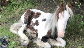 Little pony with overgrown and cracked hooves
