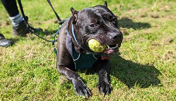 Riga, bull-dog type breed rescued and recovered after ear cropping injuries