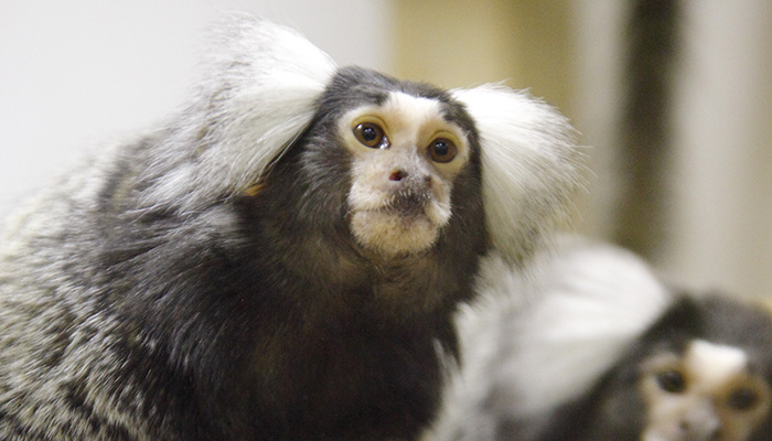 Primates are used in lab experiments © RSPCA
