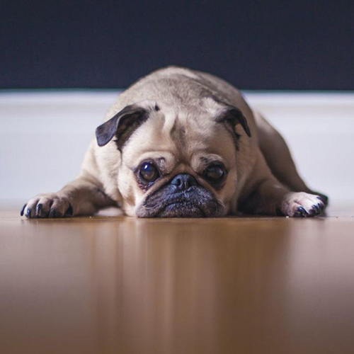 Pugs are known for their flat faces
