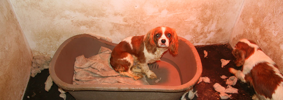 Puppy at a puppy farm