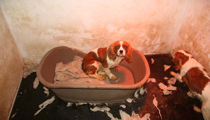 Puppy at a puppy farm