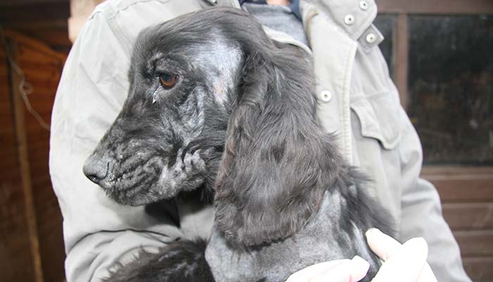 Puppy farm dog with skin condition © RSPCA