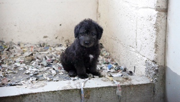 Puppy farming