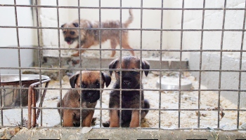 Puppy import facts © RSPCA