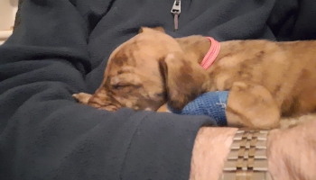 Isla was a puppy import who had to be put to sleep © RSPCA