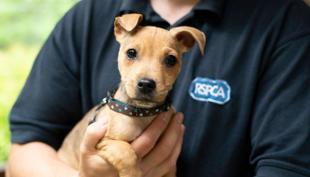 Puppy in RSPCA care © RSPCA