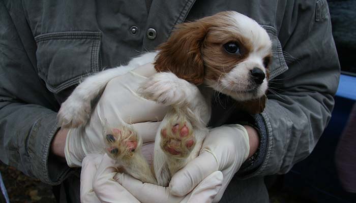 Puppy rescued from puppy farm © RSPCA