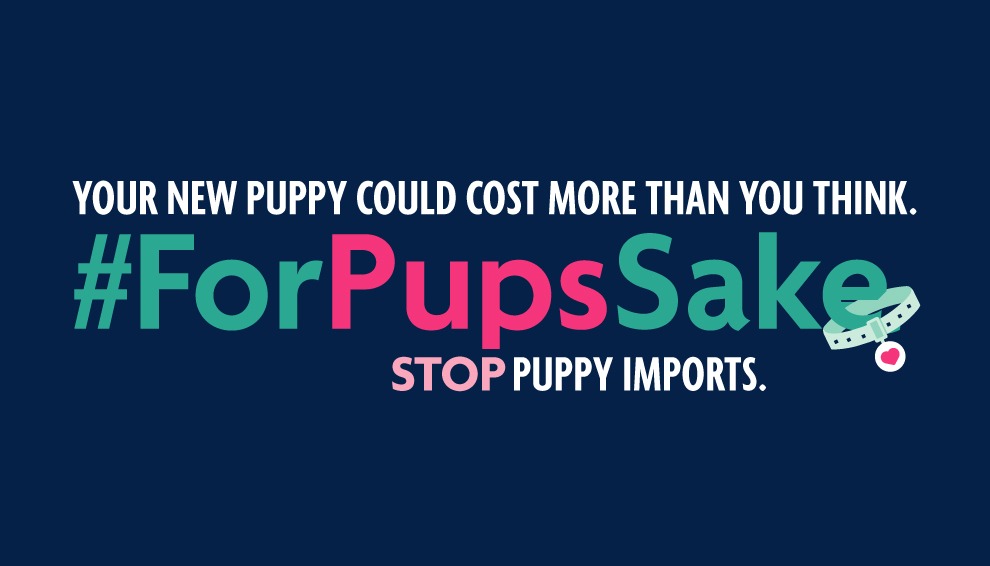 Stop puppy imports © RSPCA