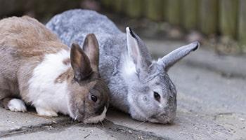Two adult rabbits side by side