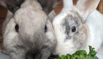 Rabbits Patch and Smudge © RSPCA